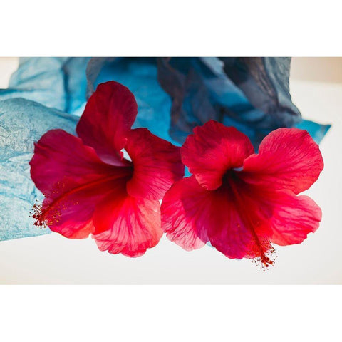 Hibiscus Flower and Tissue Paper with Light White Modern Wood Framed Art Print by Beraldo, Zandina Muench