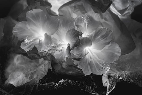 Hibiscus Flower and Tissue Paper with Light White Modern Wood Framed Art Print with Double Matting by Beraldo, Zandina Muench