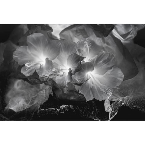 Hibiscus Flower and Tissue Paper with Light White Modern Wood Framed Art Print by Beraldo, Zandina Muench