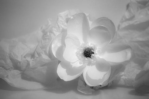 Black and white flower Black Ornate Wood Framed Art Print with Double Matting by Beraldo, Zandina Muench