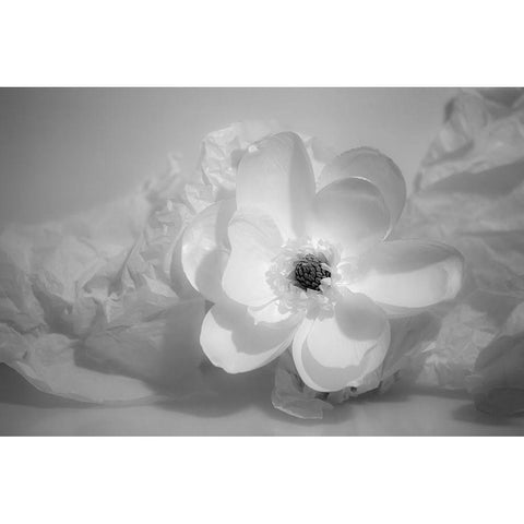 Black and white flower Gold Ornate Wood Framed Art Print with Double Matting by Beraldo, Zandina Muench