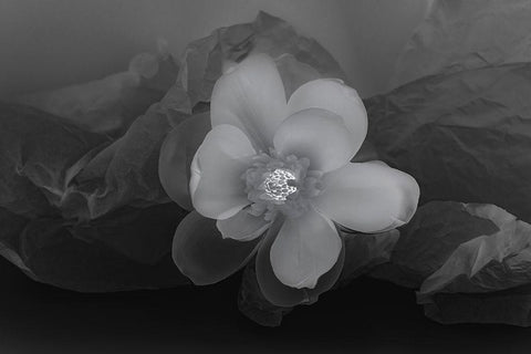 Black and white flower White Modern Wood Framed Art Print with Double Matting by Beraldo, Zandina Muench
