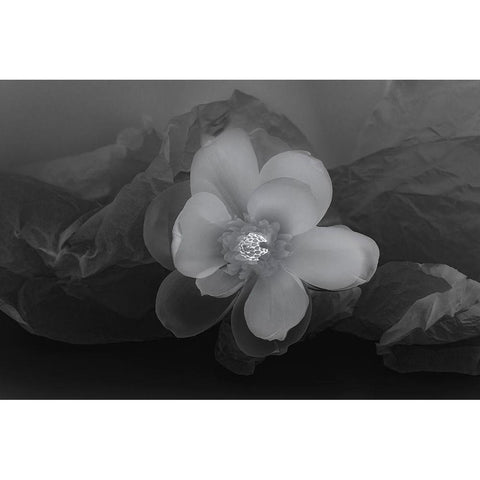 Black and white flower Black Modern Wood Framed Art Print by Beraldo, Zandina Muench