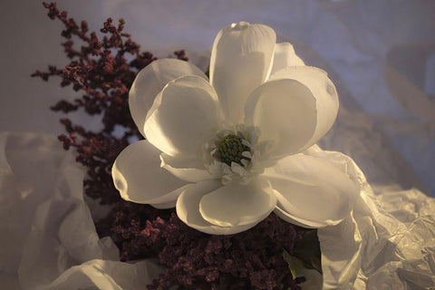 Close-up of flower White Modern Wood Framed Art Print with Double Matting by Beraldo, Zandina Muench