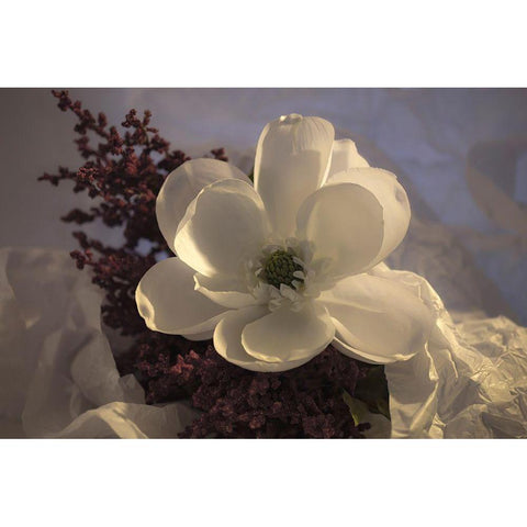 Close-up of flower White Modern Wood Framed Art Print by Beraldo, Zandina Muench