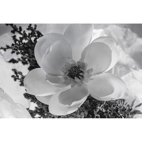 Close-up of flower Gold Ornate Wood Framed Art Print with Double Matting by Beraldo, Zandina Muench