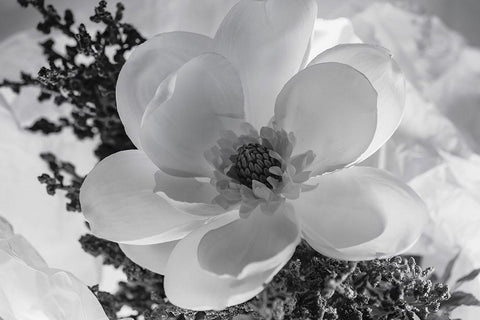 Close-up of flower White Modern Wood Framed Art Print with Double Matting by Beraldo, Zandina Muench