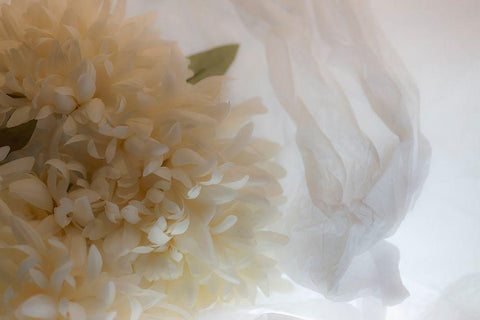 Close-up of flower White Modern Wood Framed Art Print with Double Matting by Beraldo, Zandina Muench