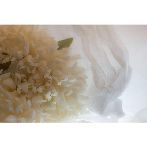 Close-up of flower White Modern Wood Framed Art Print by Beraldo, Zandina Muench
