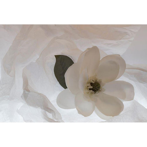 Close-up of flower Gold Ornate Wood Framed Art Print with Double Matting by Beraldo, Zandina Muench