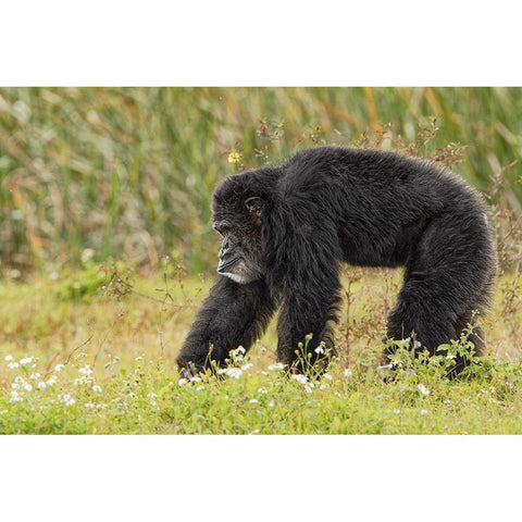 Adult male Chimpanzee-Pan troglodytes White Modern Wood Framed Art Print by Jones, Adam