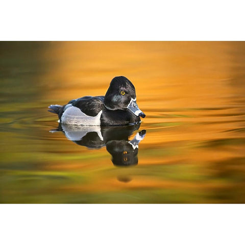 Ring-necked duck Gold Ornate Wood Framed Art Print with Double Matting by Jones, Adam
