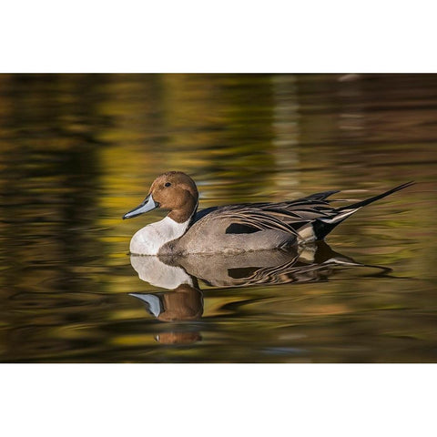 Pintail duck Black Modern Wood Framed Art Print by Jones, Adam