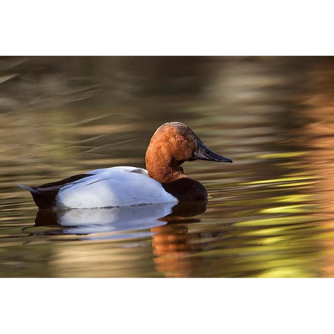 Canvasback duck Black Modern Wood Framed Art Print with Double Matting by Jones, Adam