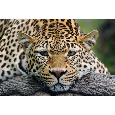 Leopard resting facing forward-captive animal Gold Ornate Wood Framed Art Print with Double Matting by Jones, Adam