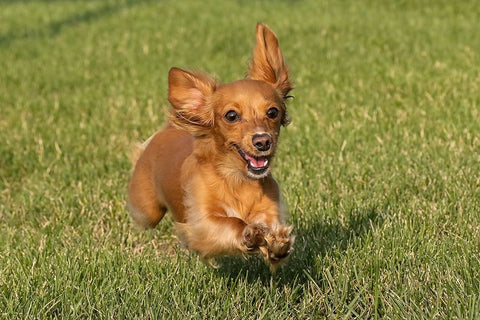 Miniature Dachshund running toward camera White Modern Wood Framed Art Print with Double Matting by Jones, Adam