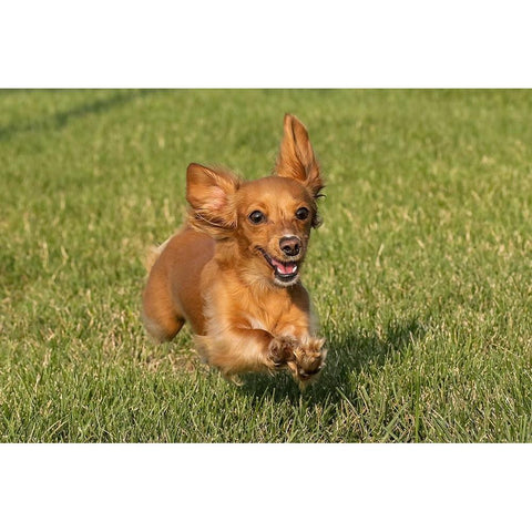 Miniature Dachshund running toward camera Black Modern Wood Framed Art Print with Double Matting by Jones, Adam