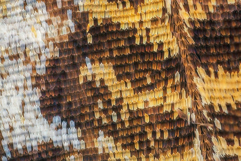 Close-up of butterfly wing scales White Modern Wood Framed Art Print with Double Matting by Jones, Adam