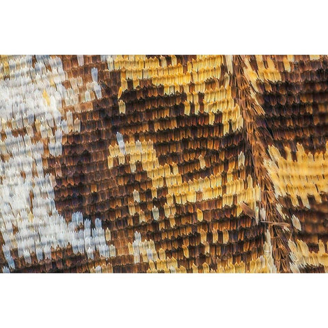 Close-up of butterfly wing scales Black Modern Wood Framed Art Print by Jones, Adam