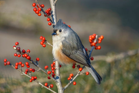 Tufted titmouse among red berries in winter Black Ornate Wood Framed Art Print with Double Matting by Jones, Adam