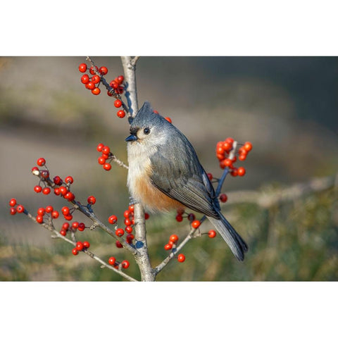 Tufted titmouse among red berries in winter Black Modern Wood Framed Art Print by Jones, Adam