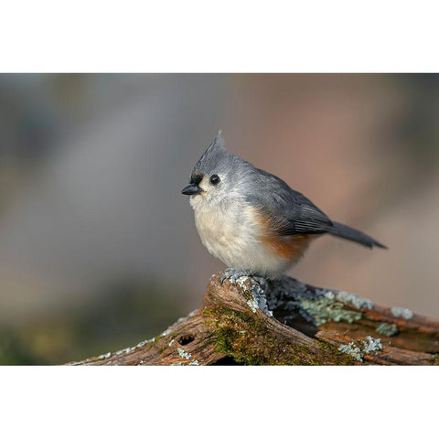 Tufted titmouse in winter Black Modern Wood Framed Art Print by Jones, Adam