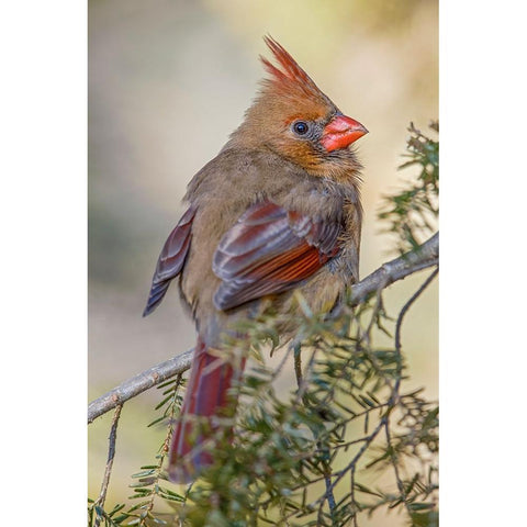 Female northern cardinal in winter Black Modern Wood Framed Art Print by Jones, Adam