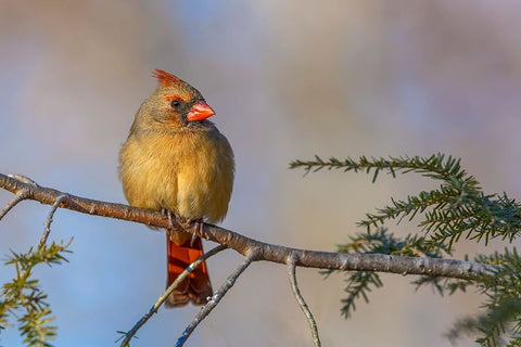 Female northern cardinal in winter Black Ornate Wood Framed Art Print with Double Matting by Jones, Adam