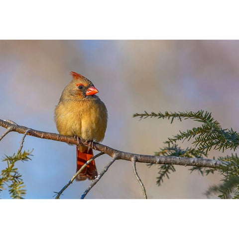 Female northern cardinal in winter Black Modern Wood Framed Art Print by Jones, Adam
