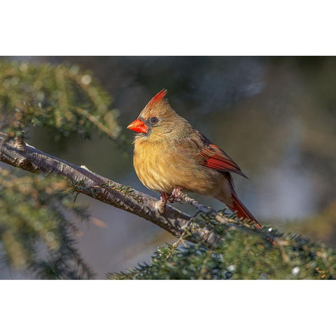 Female northern cardinal in winter Black Modern Wood Framed Art Print by Jones, Adam