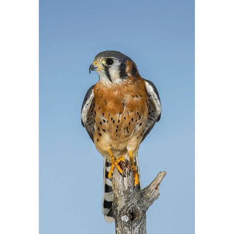 Male American Kestrel Black Modern Wood Framed Art Print with Double Matting by Jones, Adam