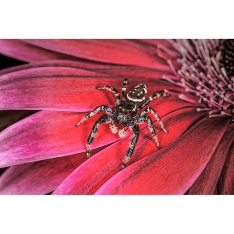Bold Jumping spider Gold Ornate Wood Framed Art Print with Double Matting by Jones, Adam