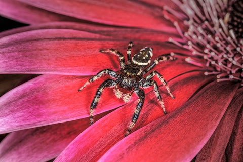 Bold Jumping spider White Modern Wood Framed Art Print with Double Matting by Jones, Adam