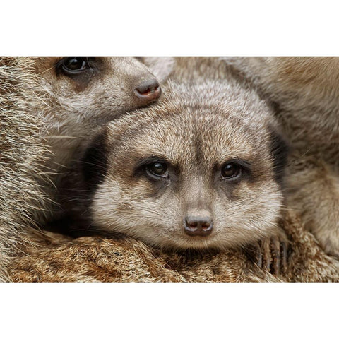 Meerkat family sleeping together Black Modern Wood Framed Art Print with Double Matting by Jones, Adam