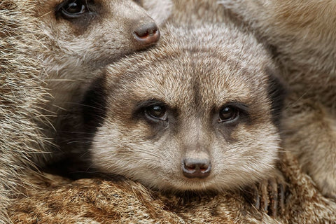Meerkat family sleeping together Black Ornate Wood Framed Art Print with Double Matting by Jones, Adam