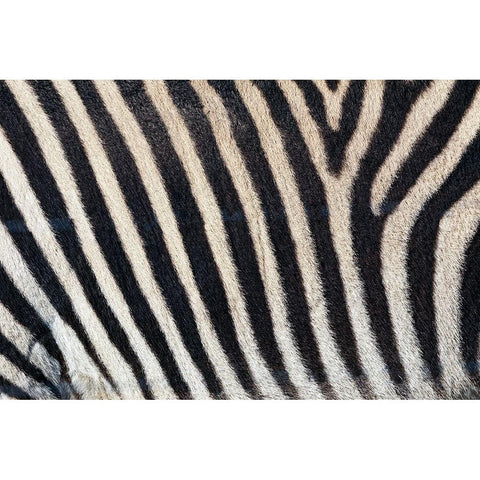Burchells zebra pattern of black and white stripes Black Modern Wood Framed Art Print with Double Matting by Jones, Adam