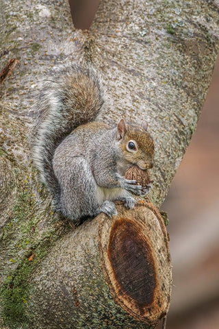 Gray Squirrel eating a walnut from favorite perch Black Ornate Wood Framed Art Print with Double Matting by Jones, Adam