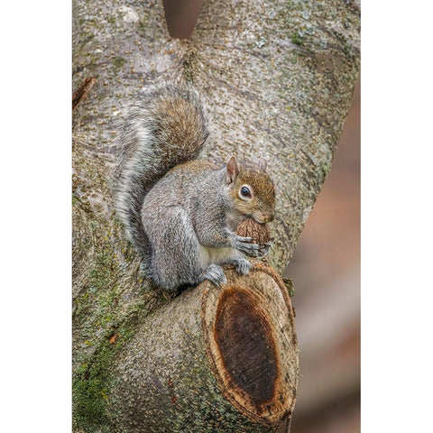 Gray Squirrel eating a walnut from favorite perch Black Modern Wood Framed Art Print with Double Matting by Jones, Adam