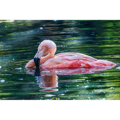 Chilean flamingo swimming Black Modern Wood Framed Art Print with Double Matting by Jones, Adam