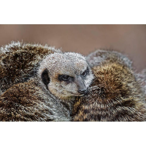 Meerkat family sleeping together Black Modern Wood Framed Art Print with Double Matting by Jones, Adam