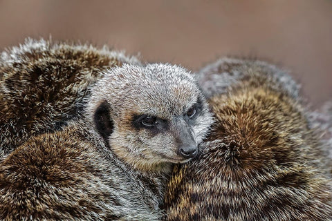 Meerkat family sleeping together White Modern Wood Framed Art Print with Double Matting by Jones, Adam