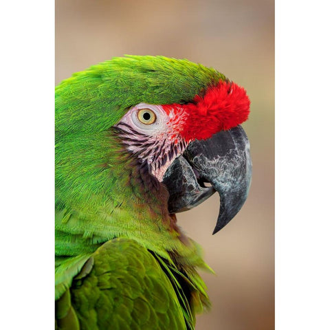 Great green macaw-native to South America Black Modern Wood Framed Art Print by Jones, Adam