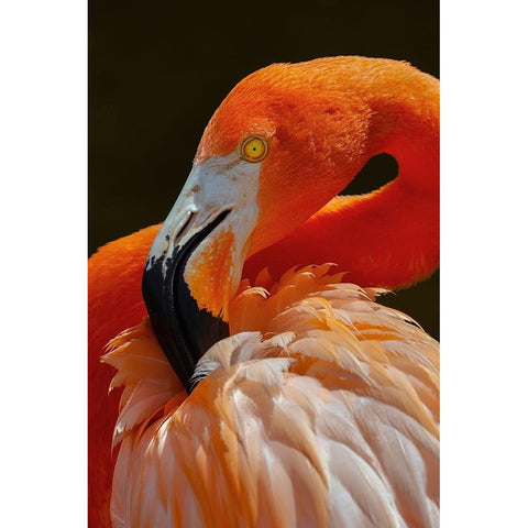 American flamingo Black Modern Wood Framed Art Print by Jones, Adam