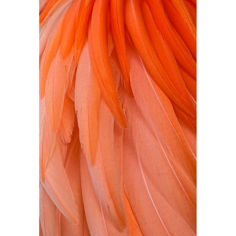 Pattern in pink American flamingo feathers Black Modern Wood Framed Art Print by Jones, Adam