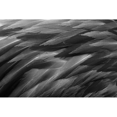 Black and white of pattern in American flamingo feathers Black Modern Wood Framed Art Print by Jones, Adam