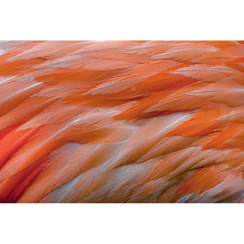 Pattern in pink American flamingo feathers Black Modern Wood Framed Art Print by Jones, Adam