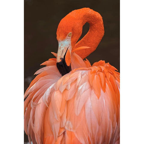 American flamingo preening feathers Black Modern Wood Framed Art Print by Jones, Adam