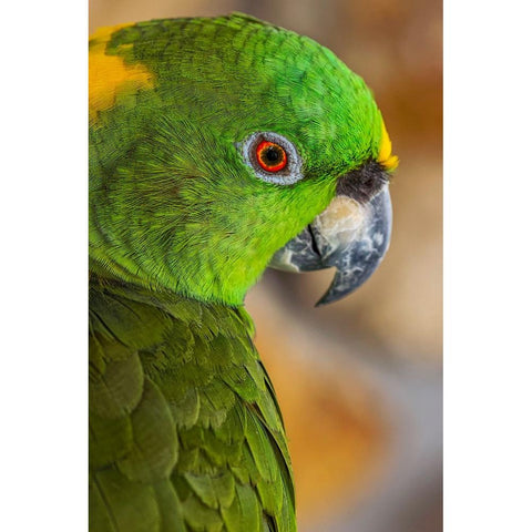 Yellow-napped Amazon parrot portrait Black Modern Wood Framed Art Print by Jones, Adam