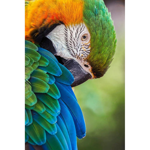 Blue and gold macaw White Modern Wood Framed Art Print by Jones, Adam