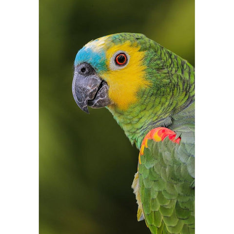 Blue fronted Amazon parrot-native to South America Black Modern Wood Framed Art Print by Jones, Adam